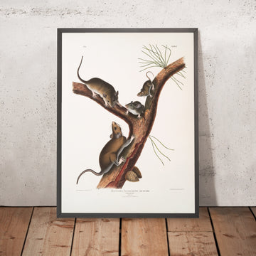 A framed image of 