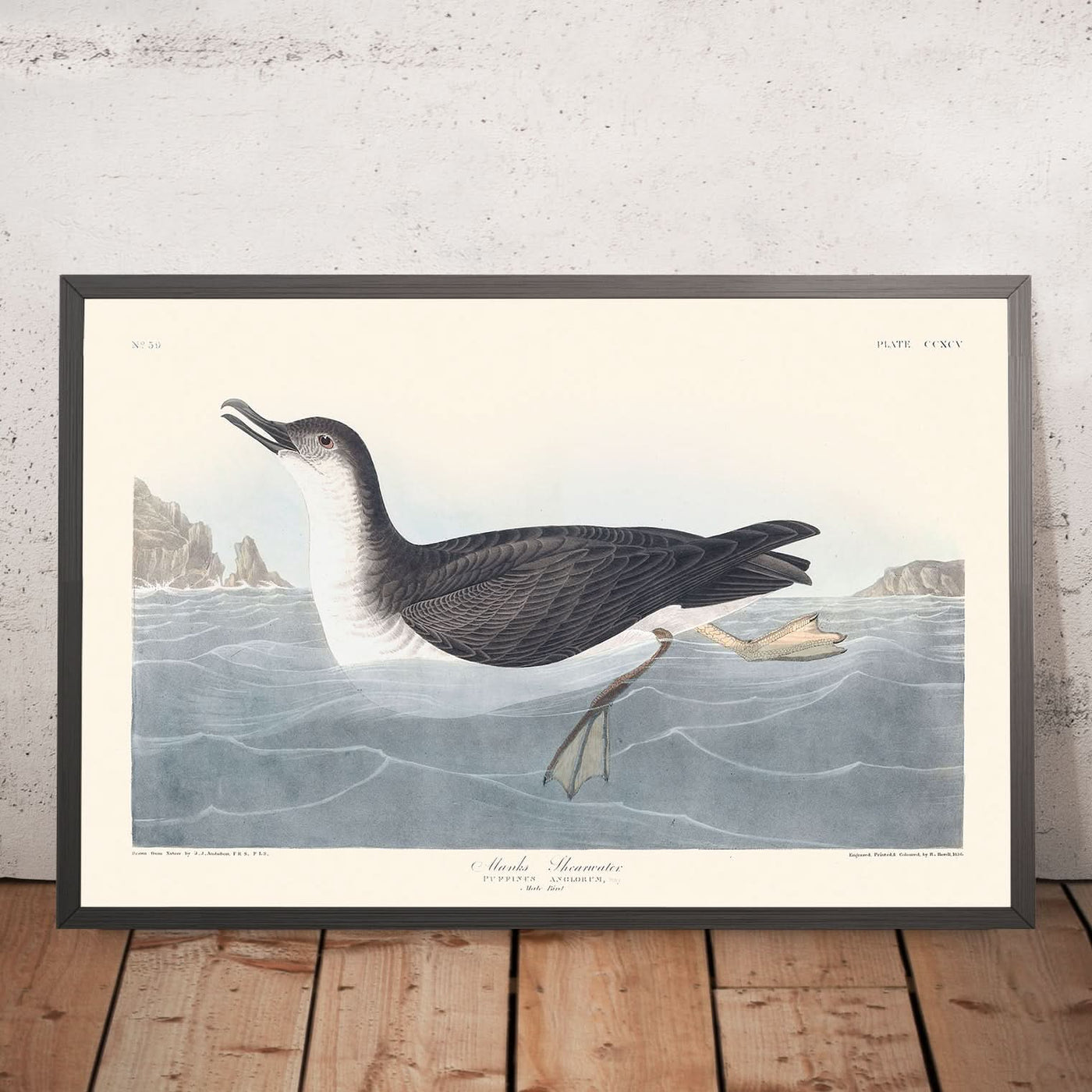 Manks Shearwater by John James Audubon, 1827