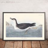 Manks Shearwater von John James Audubon, 1827 