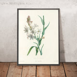 Tuberose (Polianthes tuberosa, Plate 6) by Pierre Joseph Redouté, 1805