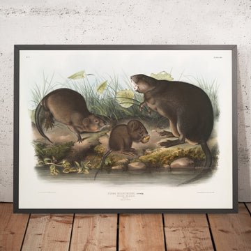 A framed image of 