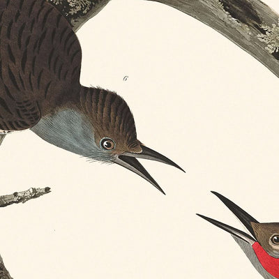 Haarspecht, Rotbauchspecht, Rotstirnspecht, Lewis-Specht, Rotbrustspecht von Audubon, 1827 