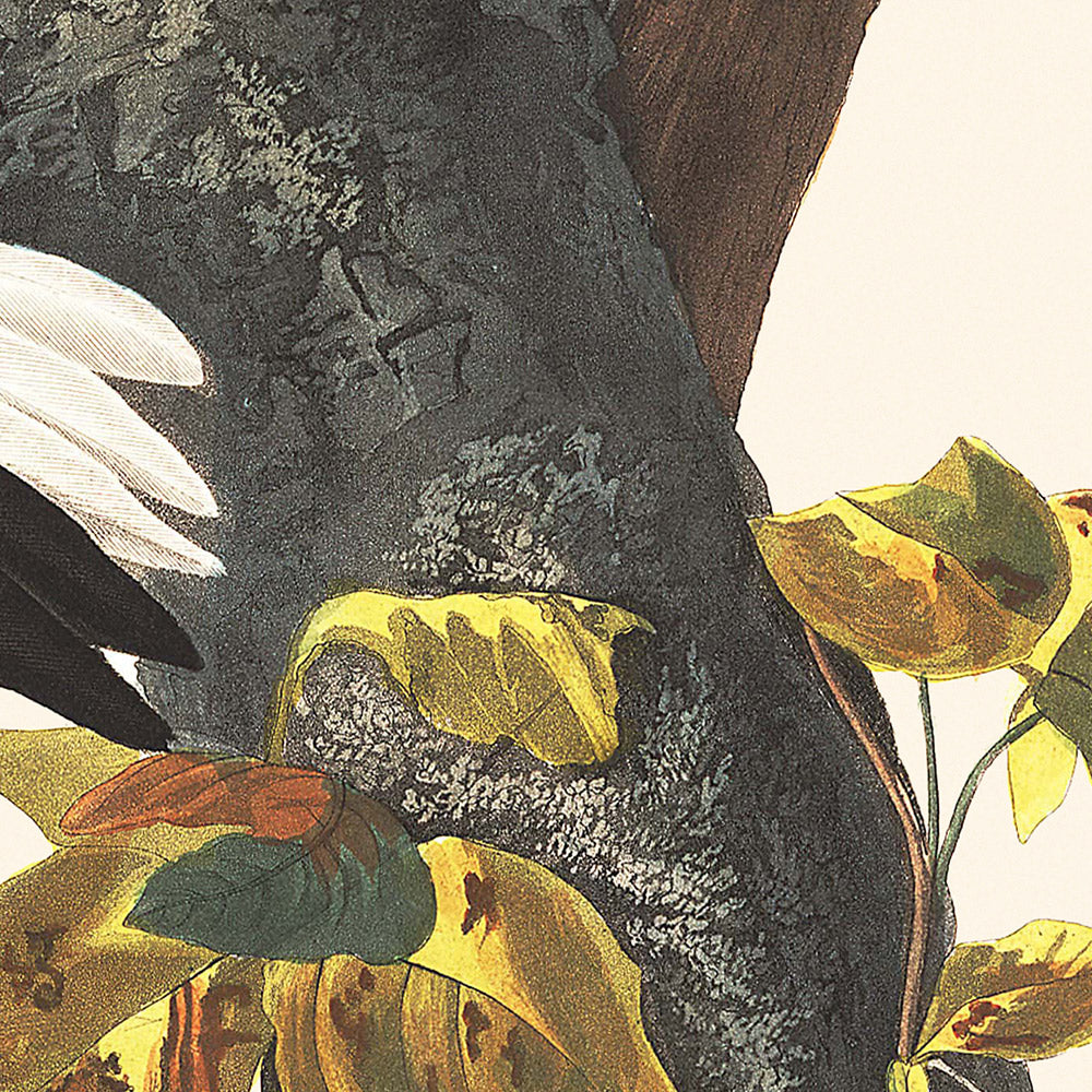 Dreizehen-Wintergoldhähnchen von John James Audubon, 1827 