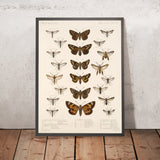 Moths (Lepidoptera: Heterocera, Plate 067) by Frederick DuCane Godman, 1879