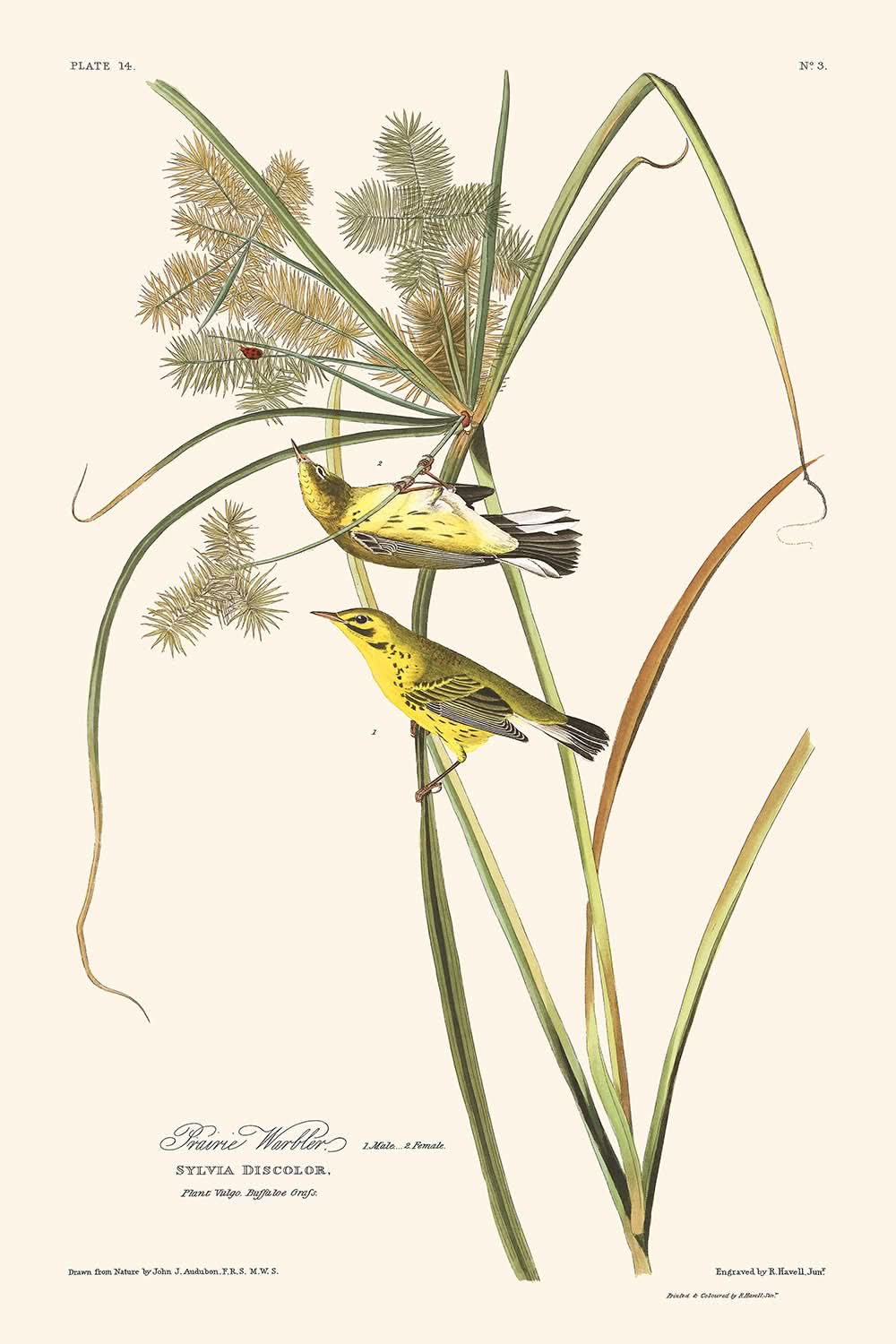 Prairie Warbler by John James Audubon, 1827