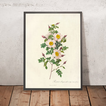 A framed image of Burnet Rose (Rosa pimpinellifolia inermis) by Pierre Joseph Redouté, 1817