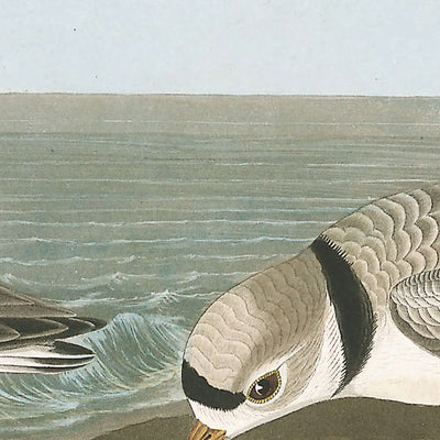 Piping Plover by John James Audubon, 1827