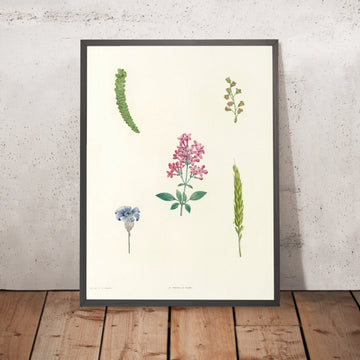 A framed image of Botanical Specimens (Plate 54) by Pierre Joseph Redouté, 1805