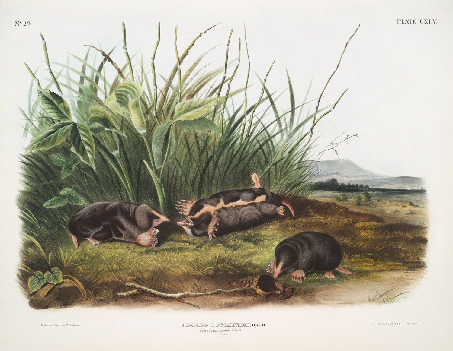 Artwork preview