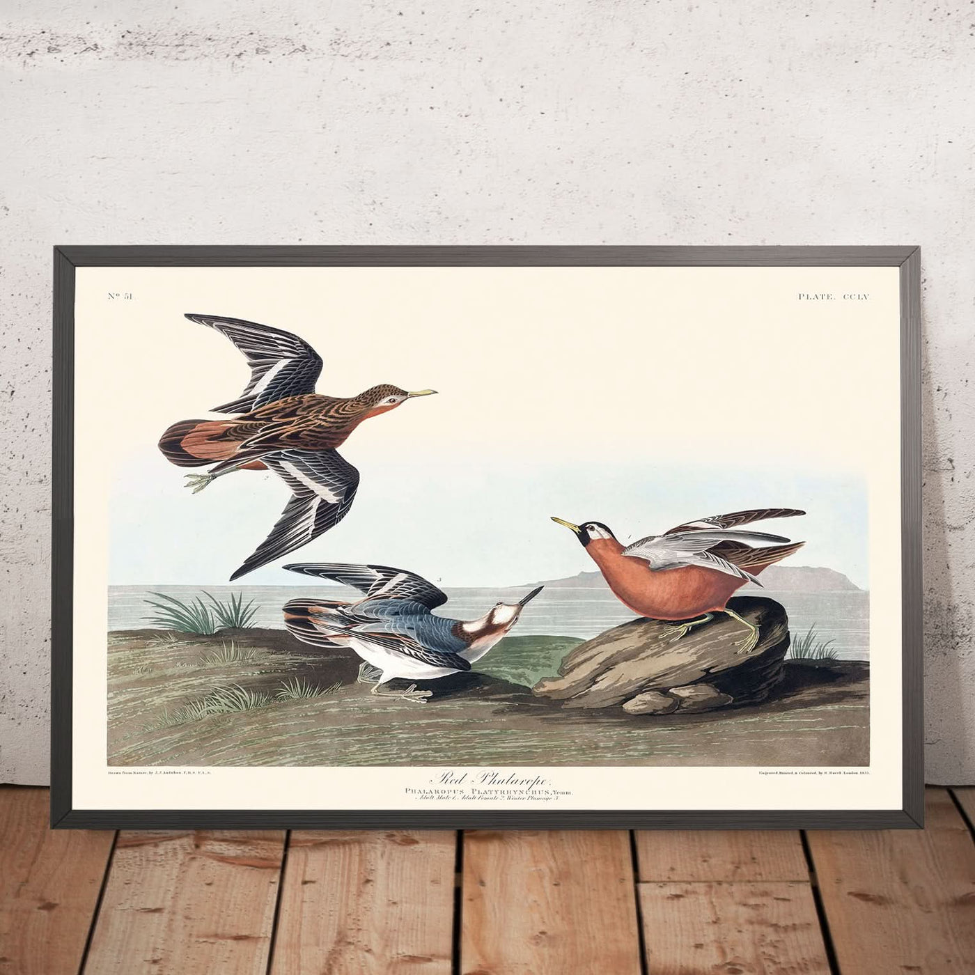 Roter Phalarope von John James Audubon, 1827 
