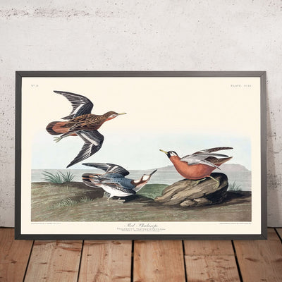 Roter Phalarope von John James Audubon, 1827 