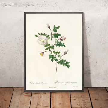A framed image of Rosa Hispida Argentea by Pierre Joseph Redouté, 1817
