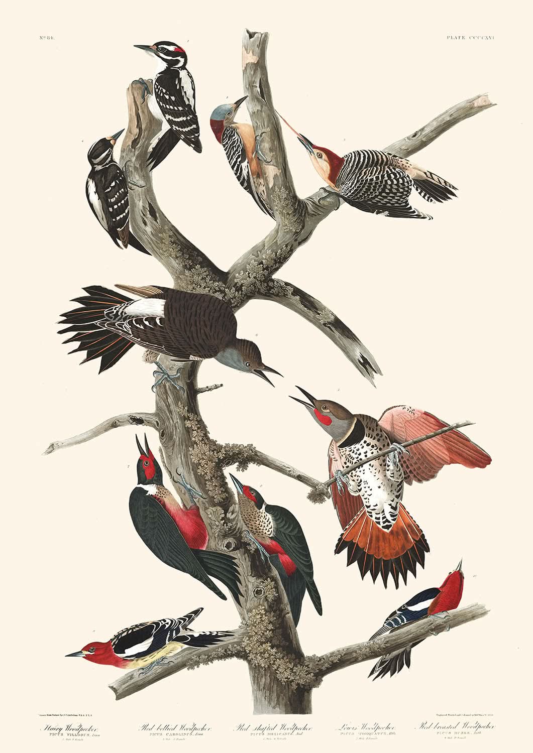 Haarspecht, Rotbauchspecht, Rotstirnspecht, Lewis-Specht, Rotbrustspecht von Audubon, 1827 
