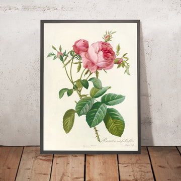 A framed image of Cabbage Rose (Rosa centifolia foliacea) by Pierre Joseph Redouté, 1817