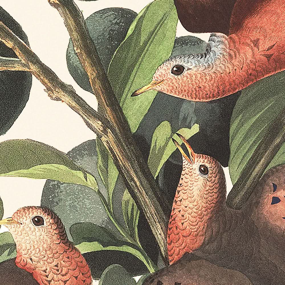Ground Dove Plate 182 by John James Audubon 1827