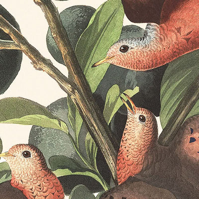 Ground Dove Plate 182 by John James Audubon 1827