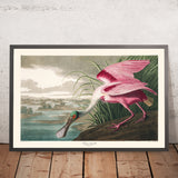 Spatule rose par John James Audubon, 1827 