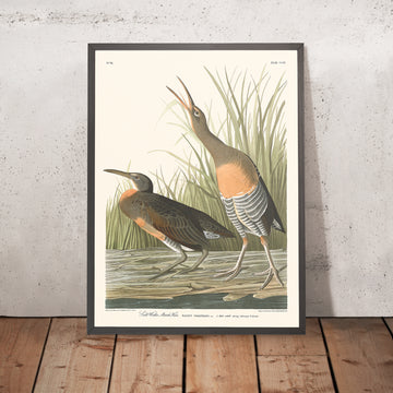 Una imagen enmarcada de Salt Water Marsh Hen de John James Audubon, 1827