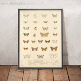 Insecta Lepidoptera-Heterocera (Plate 50) by Frederick DuCane Godman, 1879