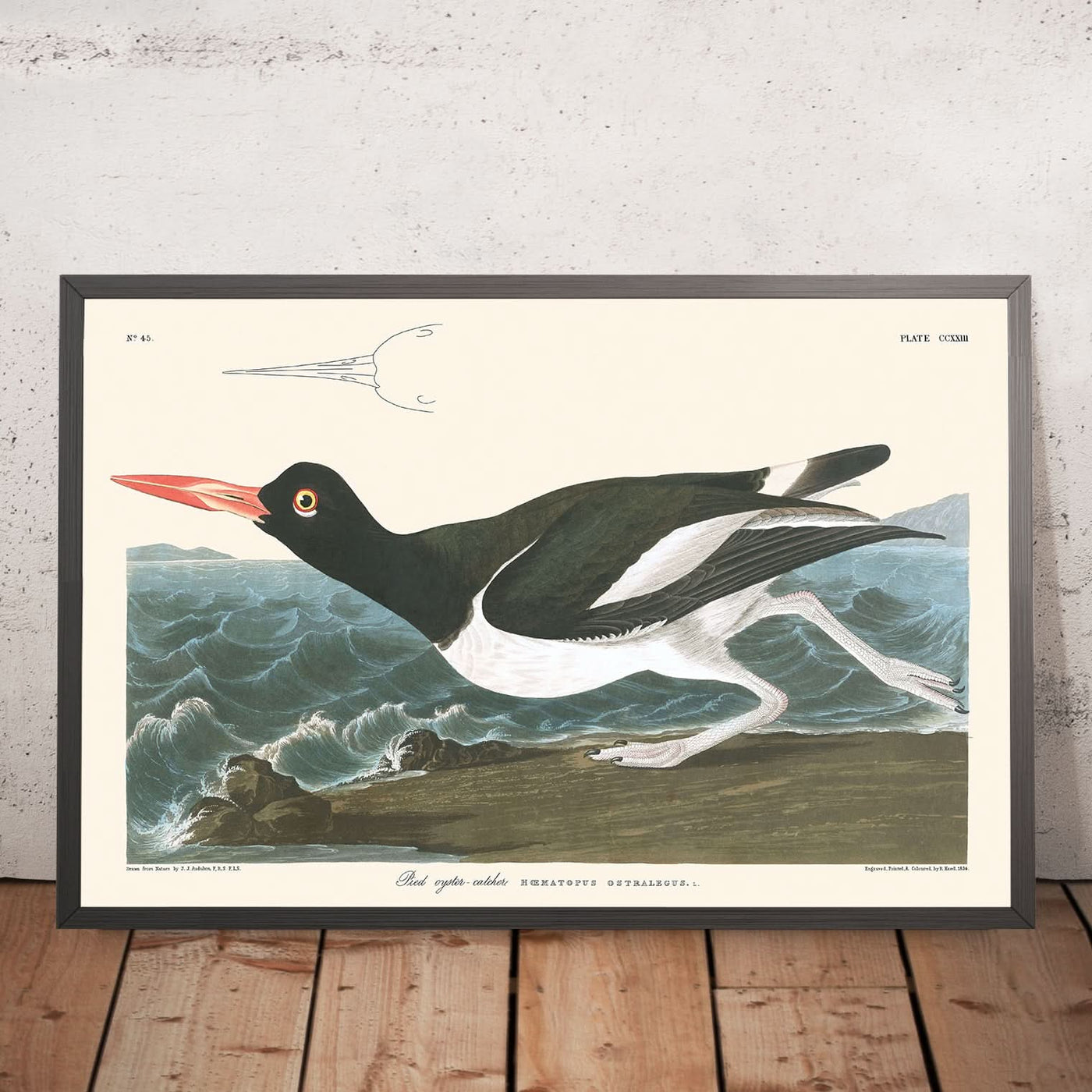 Pied Oyster-catcher by John James Audubon, 1827