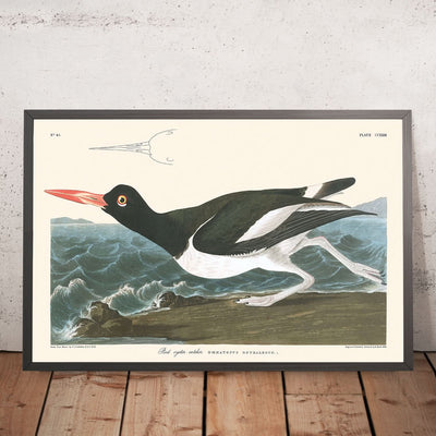 Pied Oyster-catcher by John James Audubon, 1827