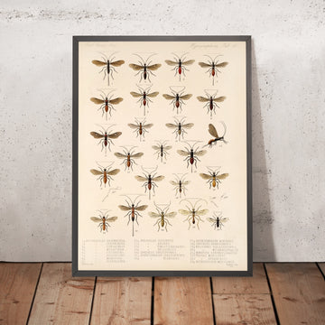 A framed image of 