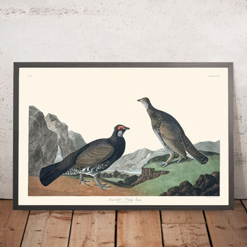 Langschwänzige oder Dunkle Grouse von John James Audubon, 1827 