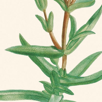 Golden Fig-Marigold by Pierre-Joseph Redouté, 1802