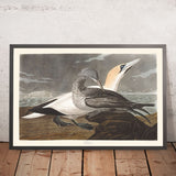 Gannetto di John James Audubon, 1827 