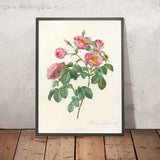 Rose (Rosa mollissima flore submultiplici) by Pierre Joseph Redouté, 1817