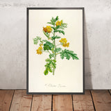 Solanum Roestratum (Plate 56) by Pierre Joseph Redouté, 1813