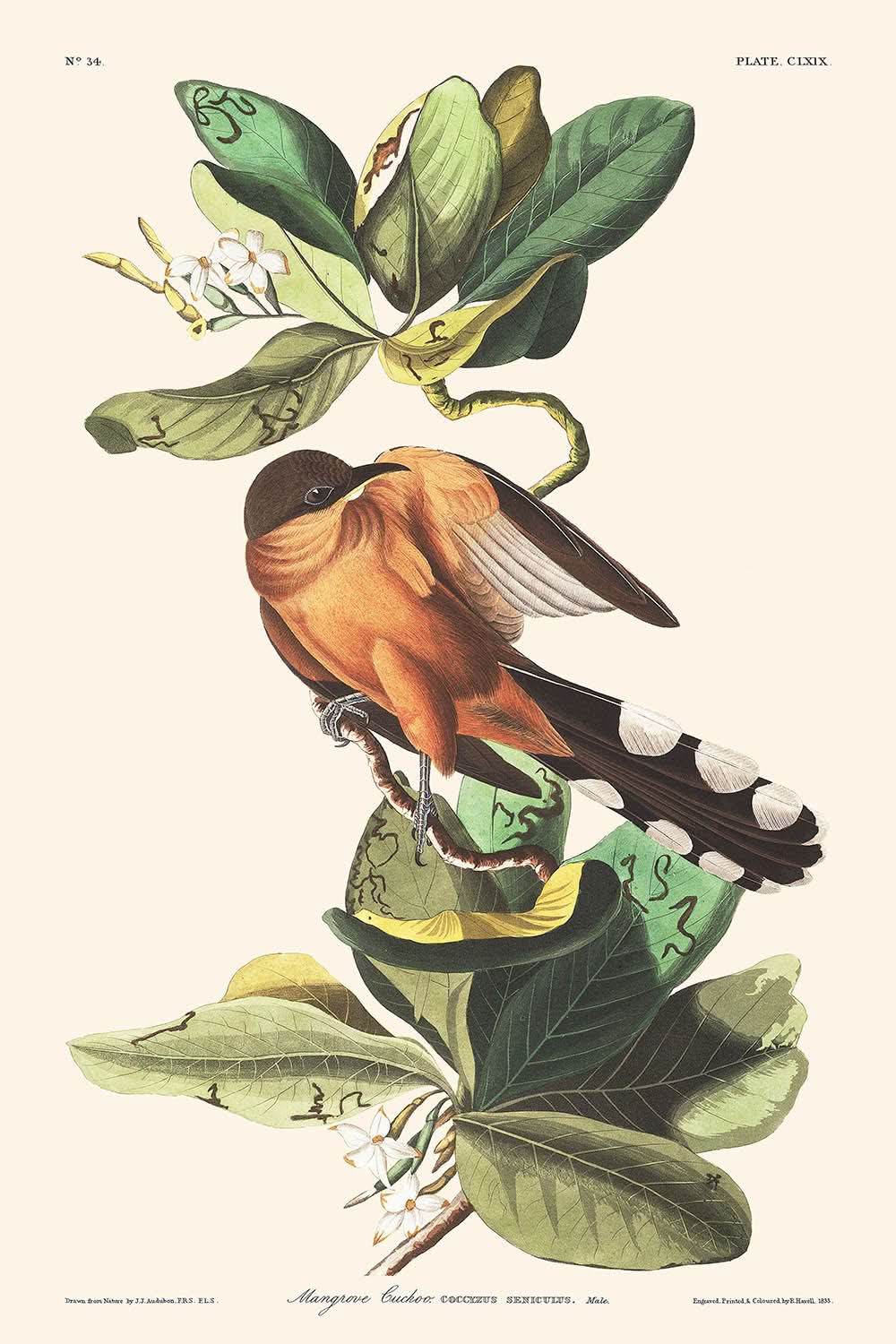 Mangrove-Kuckuck von John James Audubon, 1827 