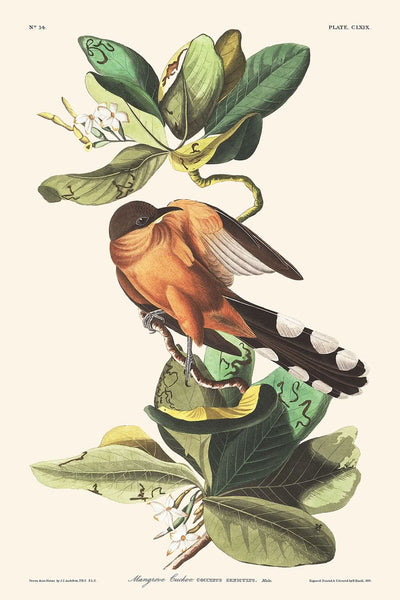 Mangrove-Kuckuck von John James Audubon, 1827 