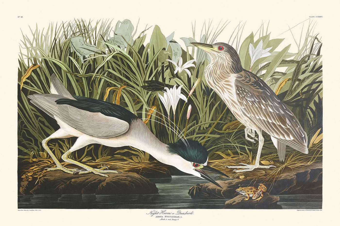 Night Heron, or Qua Bird by John James Audubon, 1827