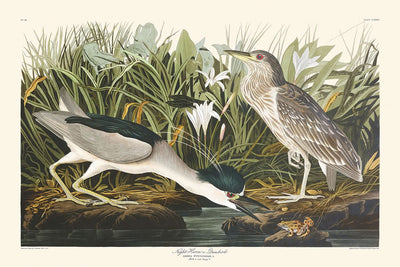 Night Heron, or Qua Bird by John James Audubon, 1827