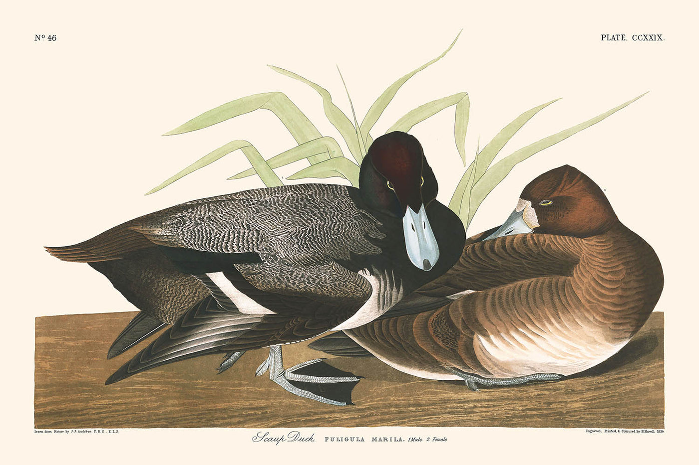 Tafelente von John James Audubon 1827 