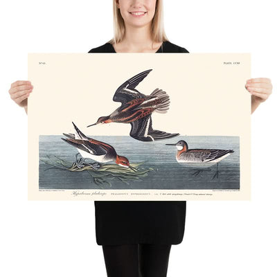 Hyperborean Phalarope by John James Audubon, 1827
