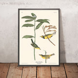 Warbler con cappuccio di John James Audubon, 1827 