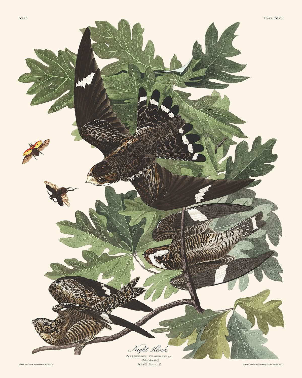 Le faucon de nuit de John James Audubon, 1827