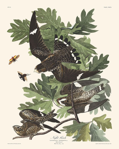 Le faucon de nuit de John James Audubon, 1827