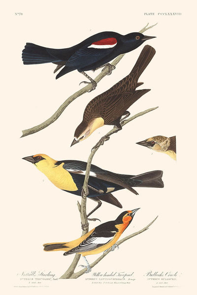 Nuttall's Starling, Yellow-headed Troopial, Bullock's Oriole by John James Audubon, 1827