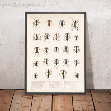 A framed image of 