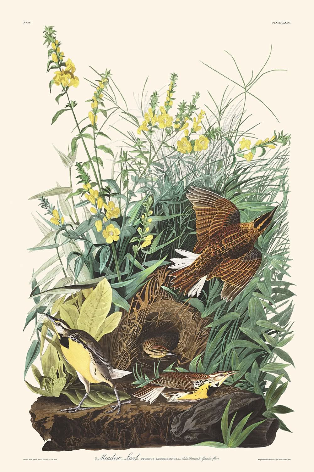 Meadow Lark by John James Audubon, 1827