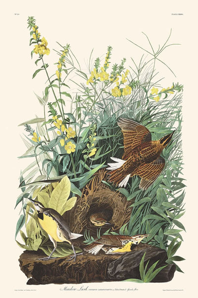 Meadow Lark by John James Audubon, 1827