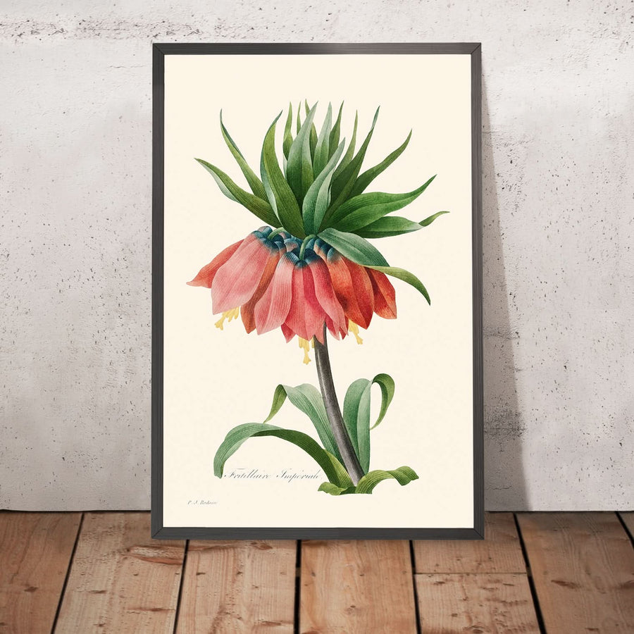 Frittillaria imperialis di Pierre-Joseph Redouté, 1827 