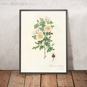 A framed image of Burnet Rose (Rosa pimpinellifolia Mariaeburgensis) by Pierre Joseph Redouté, 1817
