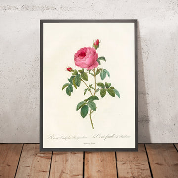 A framed image of Burgundy Rose (Rosa Centifolia Burgundiaca) by Pierre Joseph Redouté, 1817