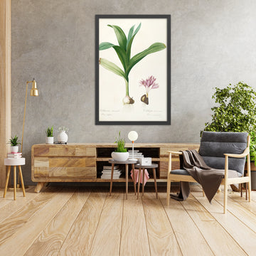 A framed image of Autumn Crocus (Colchicum autumnale, Plate 47) by Pierre Joseph Redouté, 1805