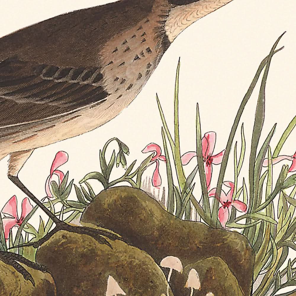 Prairie Titlark by John James Audubon, 1827