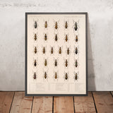 Beetles (Coleoptera, Plate 120) by Frederick DuCane Godman, 1879